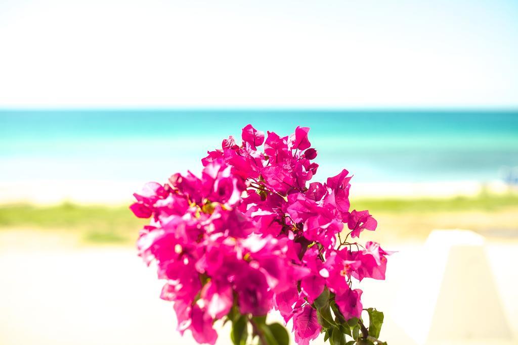 Bouganvillia Homes Nikiti  Esterno foto